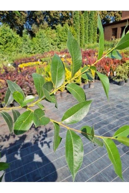 Верба з лавровим листям